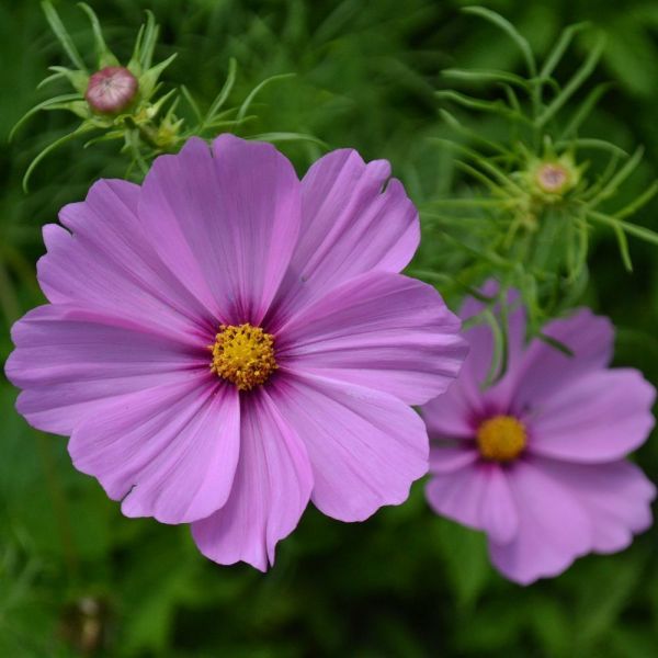 Cosmos Pink 6 Pack